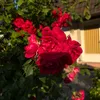 cxlinx_24