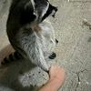 werxnyy