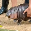 hanabananaaaaa0