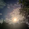 orliii02