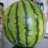watermelon_sugar_high_oh