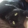 Gangstercats