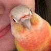 birds_r_kool