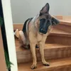 mcwafflezdogs