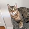 my_cat_is_leo
