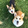 charlieandlolacorgs