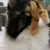 misha_the_queen_of_cats