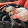 rainbowpixelpup