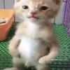 hug0l1n