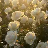 sophiapriv2419