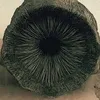 murrayu