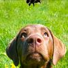 mydogateafly