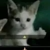 gabrielpereira4360
