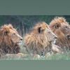 wildlifeclipsafrica