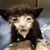 sniffoh
