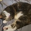 tinkerfknbell22
