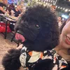 thanh.jipi