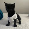 chewyspopsicle