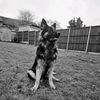 bellathegermanshepherd22
