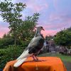 SANJAYA_BF🕊️
