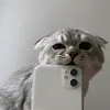 dipka_