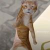 dhiaurrahman27