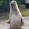 neiltheseal316