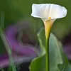 nananer24