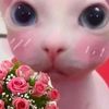 pusnotpus