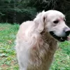 biondoxx
