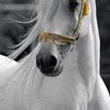 abdullah_807_