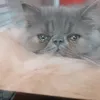 monzacas