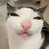 cocosub33