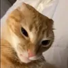 chinchinawww