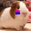 mariecui