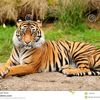 cooltiger724