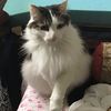 cat_girl147