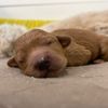 valleyview_goldendoodles