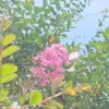 linhhoai023