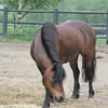 emppu.equestrian