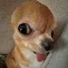 stonoga_noga123