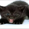 ujgggggh8hhff