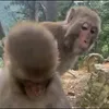 kyo_gibel