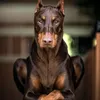 animalsandart2