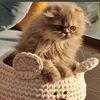 sherin_045