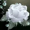mr.ayedalawadi1
