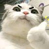 ttut_tutt