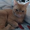 cat_lady521