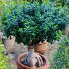 madinagreennursery