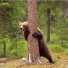 chubbdaddybear